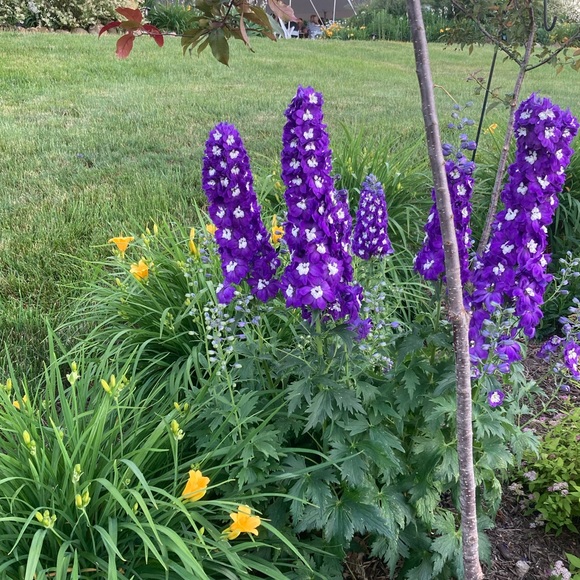 Meet your Posher, Jenny - Picture 2 of 16